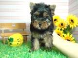 teacup yorkie